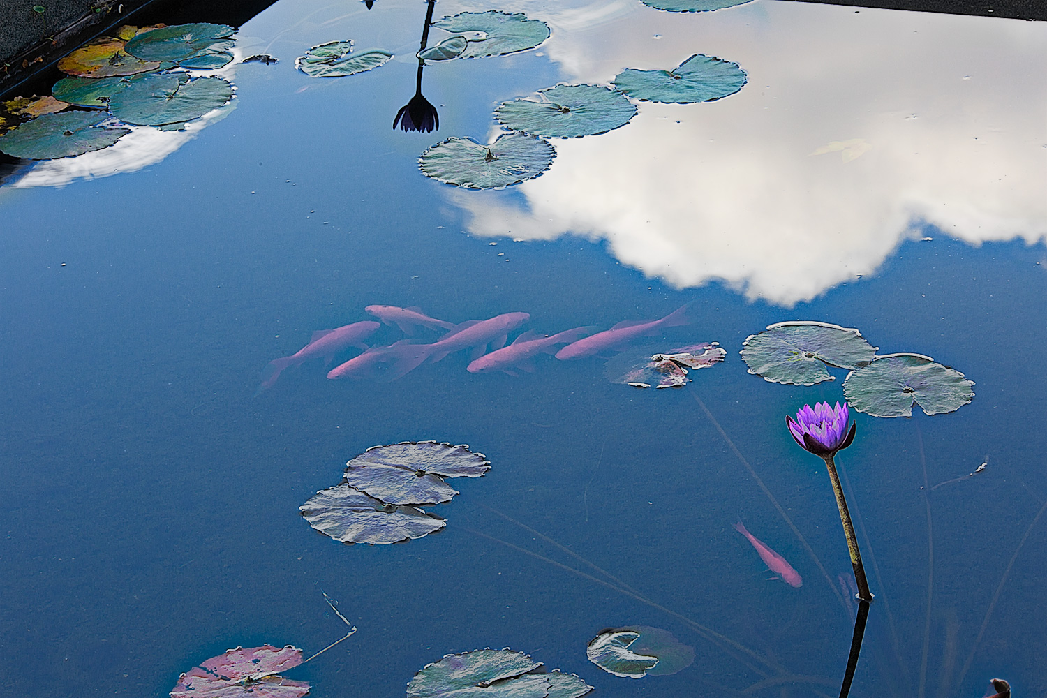 Water lilies, gold fish, the sky and a cloud